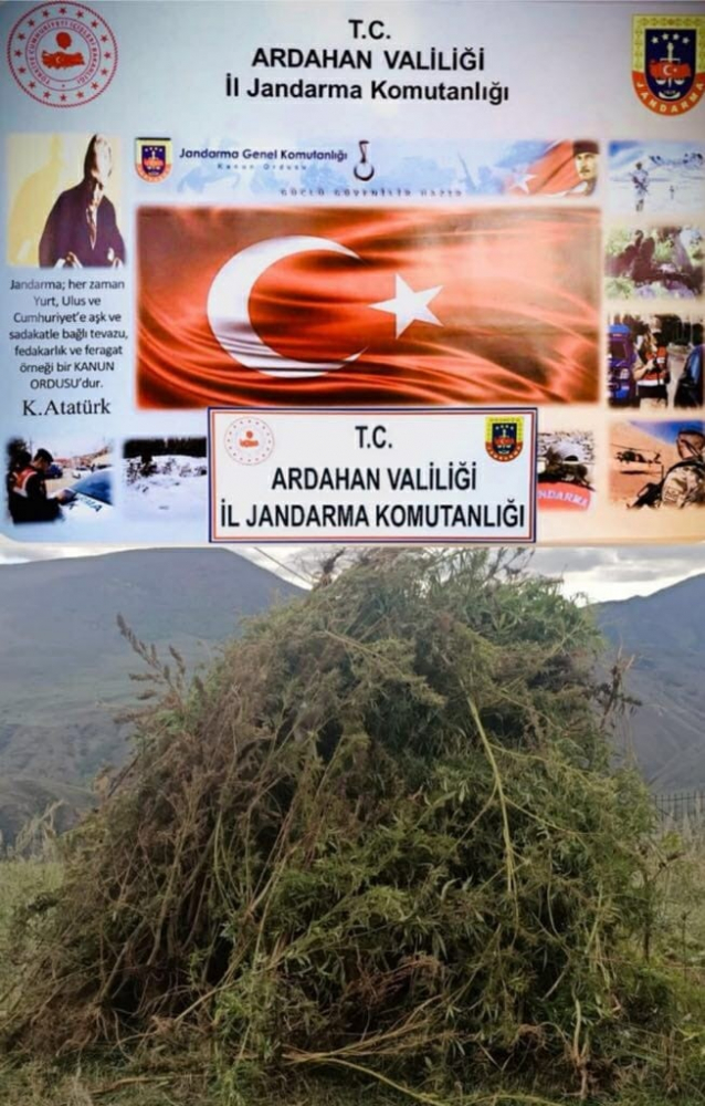 Ardahan'da 12 bin 820 kök kenevir imha edildi