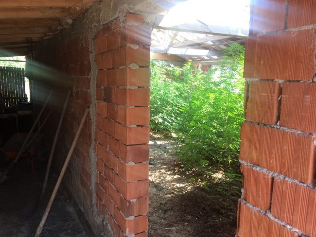 İnşaat sırasında evine Hint keneviri eken kişi tutuklandı