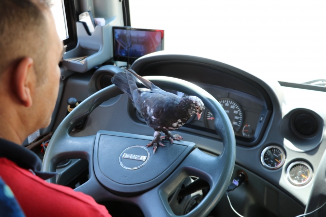 Halk otobüsü şoförü güvercinle çalışıyor