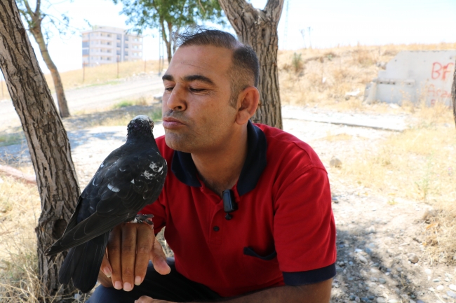 Halk otobüsü şoförü güvercinle çalışıyor