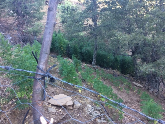 İzmir'de 7 bin 200 kök Hint keneviri ele geçirildi