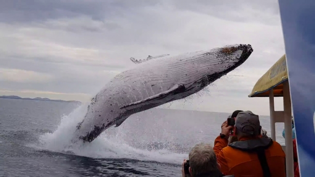 Kambur balinanın havada muhteşem şovu