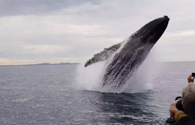 Kambur balinanın havada muhteşem şovu