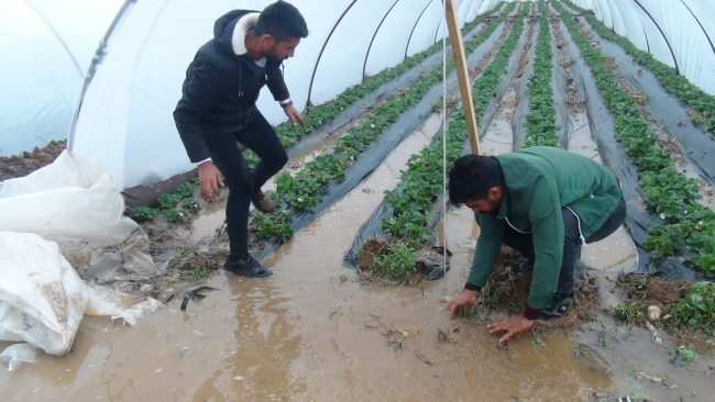 Çilek seraları sular altında kaldı