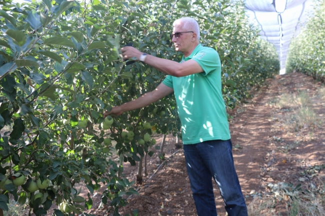 Siirt'te üretilen elmalar 8 ülkeye ihraç ediliyor