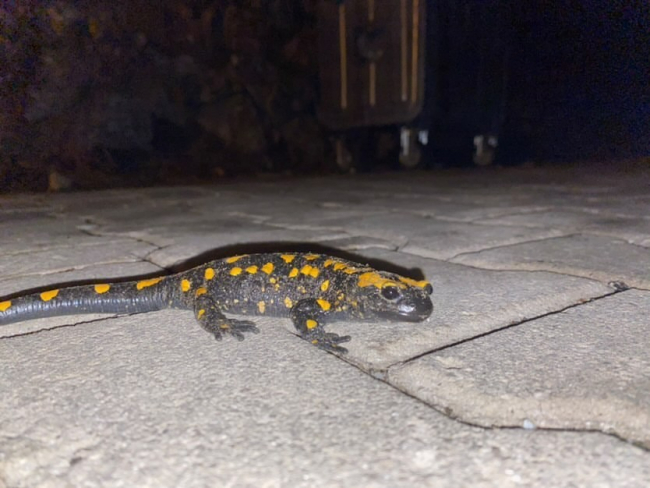 Adana'da 'sarı benekli semender' görüldü