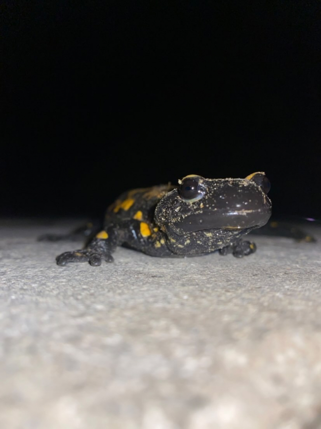 Adana'da 'sarı benekli semender' görüldü