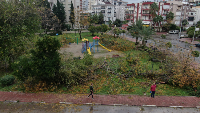 Antalya'da sağanak ağaçları kökünden söktü