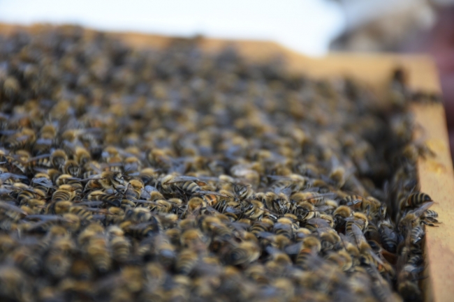 Genç çiftçilerin yüzü devlet desteğiyle gülüyor