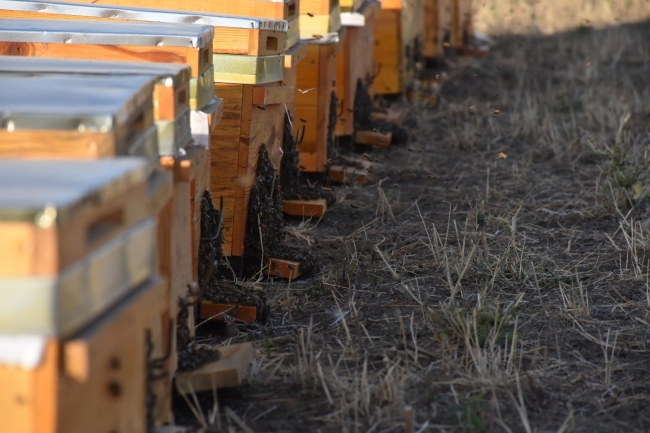 Genç çiftçilerin yüzü devlet desteğiyle gülüyor