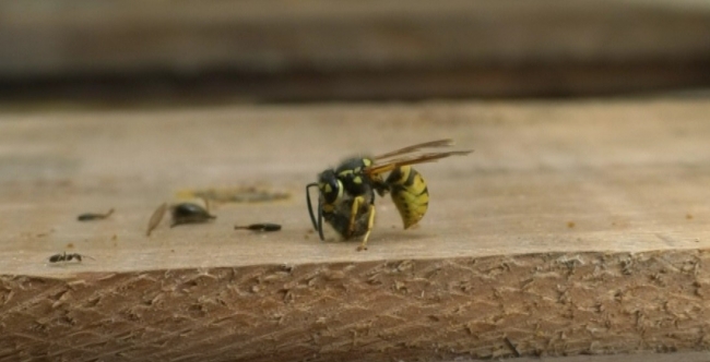 Japonika arı türü - Fotoğraf: İHA (Arşiv)