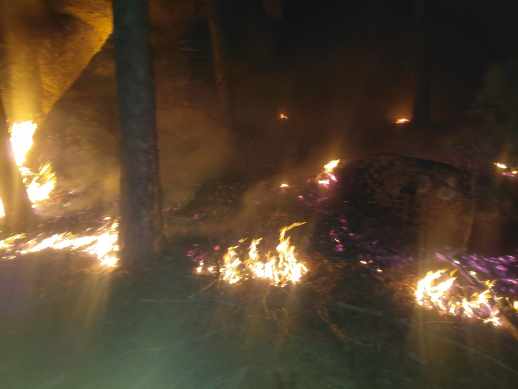 Muğla'da orman yangını çıktı