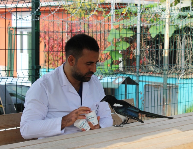 Saksağan kendisini tedavi eden veterinerden ayrılamıyor