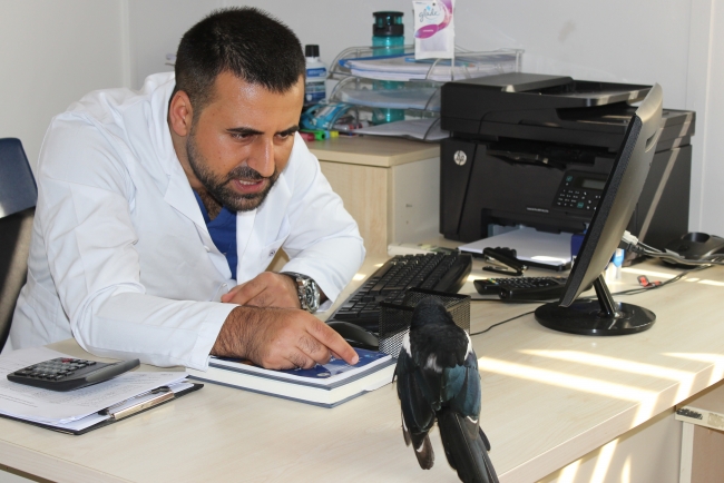 Saksağan kendisini tedavi eden veterinerden ayrılamıyor