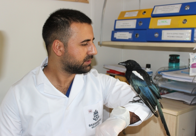 Saksağan kendisini tedavi eden veterinerden ayrılamıyor