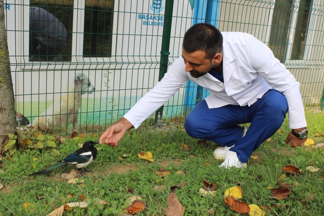 Saksağan kendisini tedavi eden veterinerden ayrılamıyor