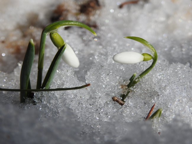 Baharın müjdecisi kardelenleri koparmanın cezası 109 bin 593 TL