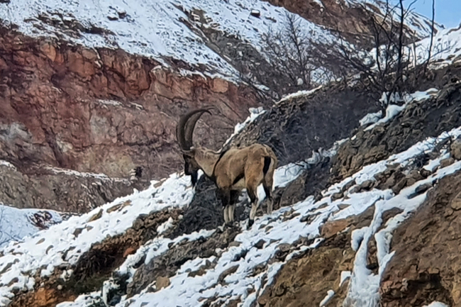 Gümüşhane'de yaban keçilerinin sayısı bini aştı