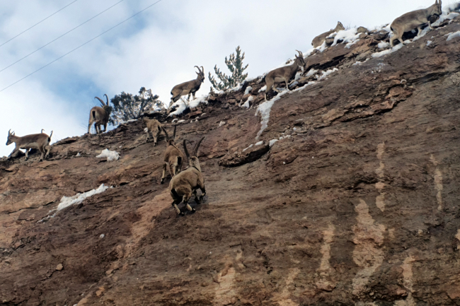 Gümüşhane'de yaban keçilerinin sayısı bini aştı