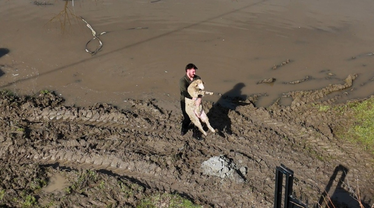 Meriç Nehri taştı: Edirne’de tarım arazileri ve çiftlikler sular altında