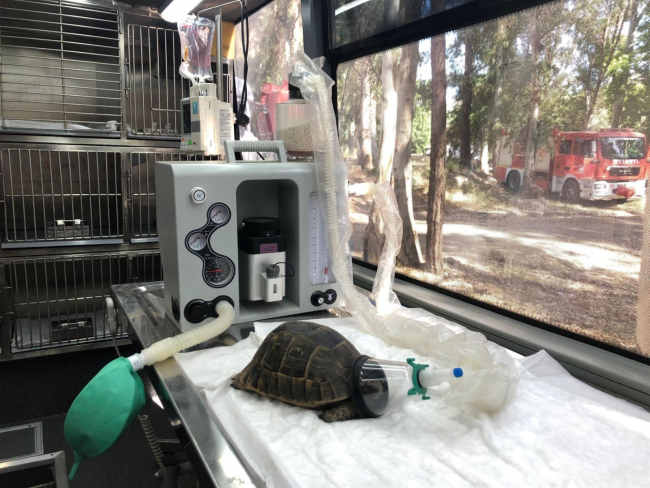 Yangında dumandan etkilenen kaplumbağa hayata döndürüldü