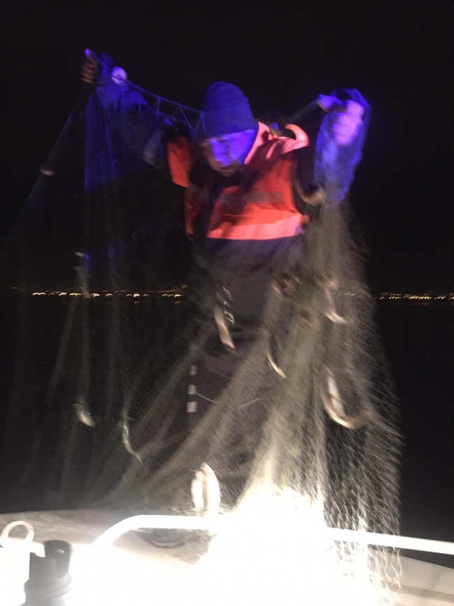 Van'da kaçak avlanan 250 kilogram inci kefali ele geçirildi