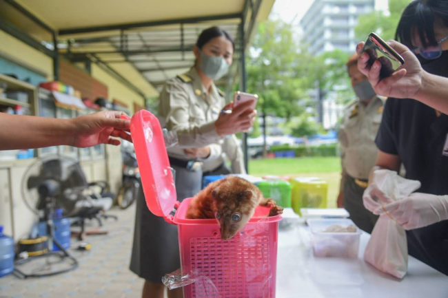 Tayland’dan Hindistan’a giden yolcunun bavulundan 17 adet canlı hayvan çıktı
