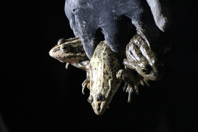 Avcılar gaz lambalarıyla kurbağa avına çıktı