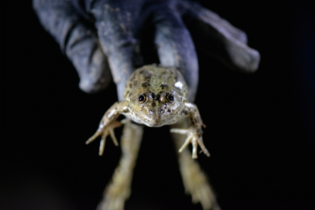 Avcılar gaz lambalarıyla kurbağa avına çıktı