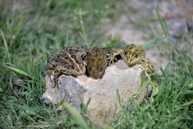 Avcılar gaz lambalarıyla kurbağa avına çıktı