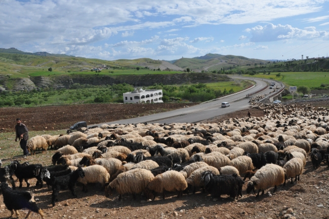 Göçerlerin zorlu yayla yolculuğu başladı