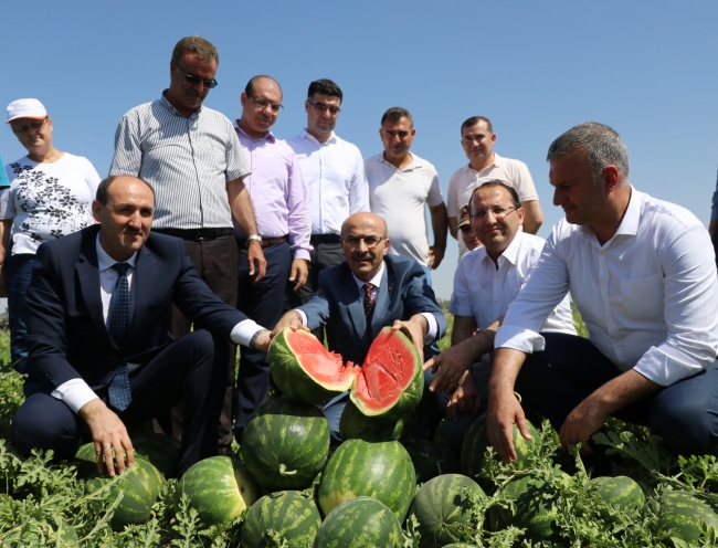 Adana'da ilk karpuz hasadı