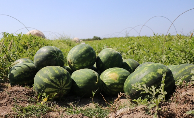 Adana'da ilk karpuz hasadı
