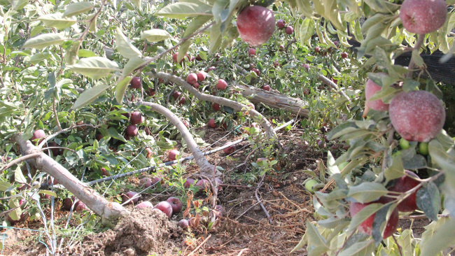 Karaman'da şiddetli yağış elma ağaçlarını vurdu