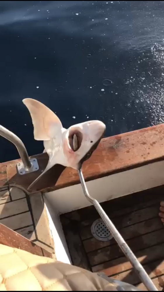 Antalya'da 2 metre boyunda köpek balığı yakalandı