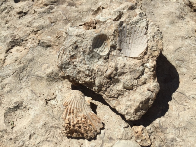 35 milyon yıllık olduğu iddia edilen fosiller incelemeye alındı