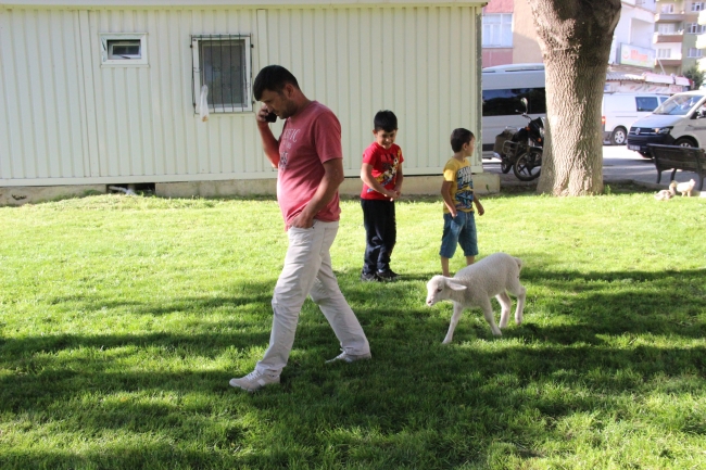 Çocuğu gibi büyüttüğü kuzusu peşinden ayrılmıyor