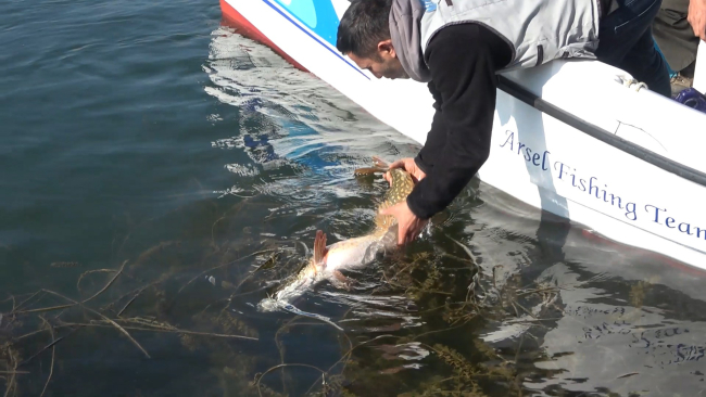 Türkiye'nin en uzun Turna Balığı yakalandı