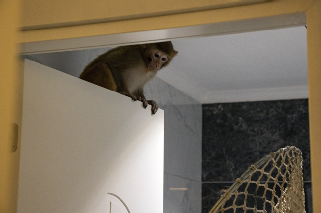Bursa'da bir eve maymun girdi