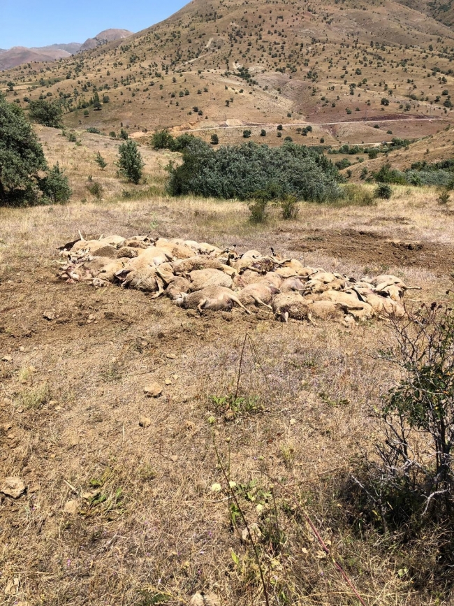 Dere yatağında sıkışan 265 koyun telef oldu