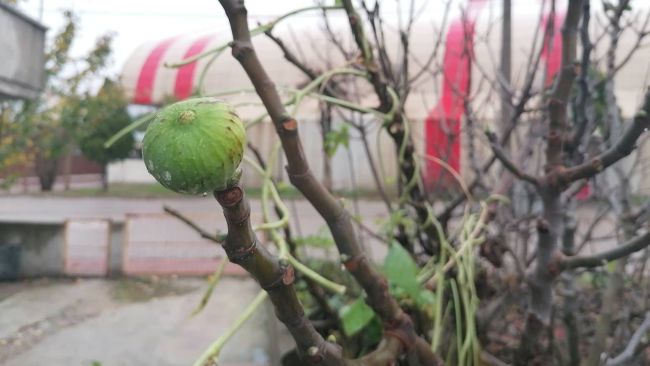 İncir ağacı kışın meyve verdi