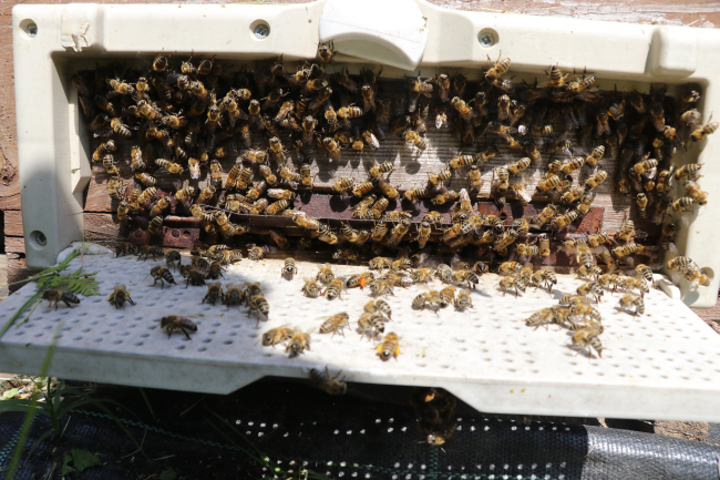 Yalova balı coğrafi işaretle tescillenecek