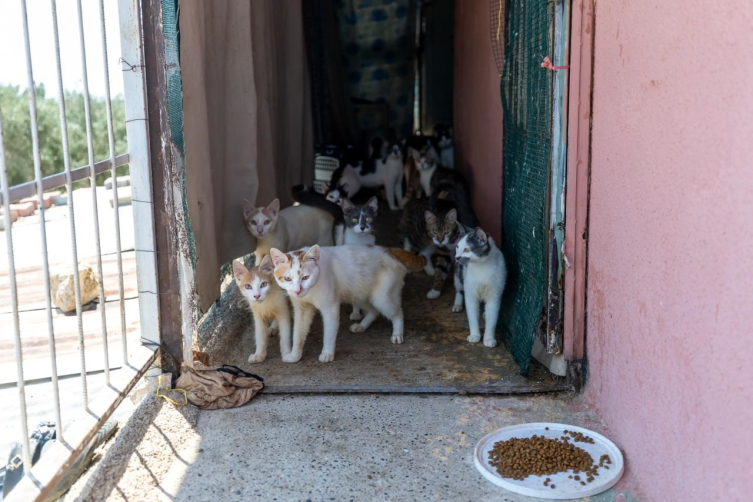 Kötü kokunun kaynağı çöp değil, 100 kedi çıktı