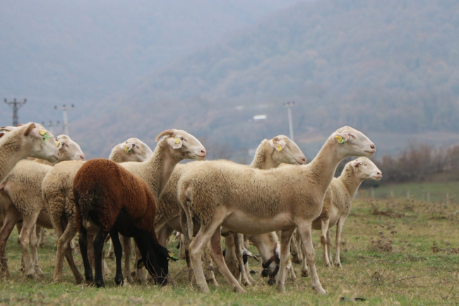 ''Yalova kıvırcığı koyunu'' yetiştiricisinin yüzünü güldürüyor