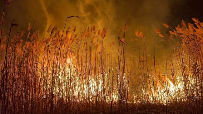 Eber Gölü'nde 1 ay içerisinde 7. kez yangın çıktı