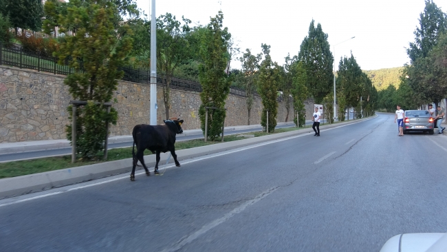 İstanbul'da kaçan boğa 3 ilçe değiştirdi