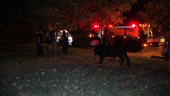 İstanbul'da kaçan boğa 3 ilçe değiştirdi