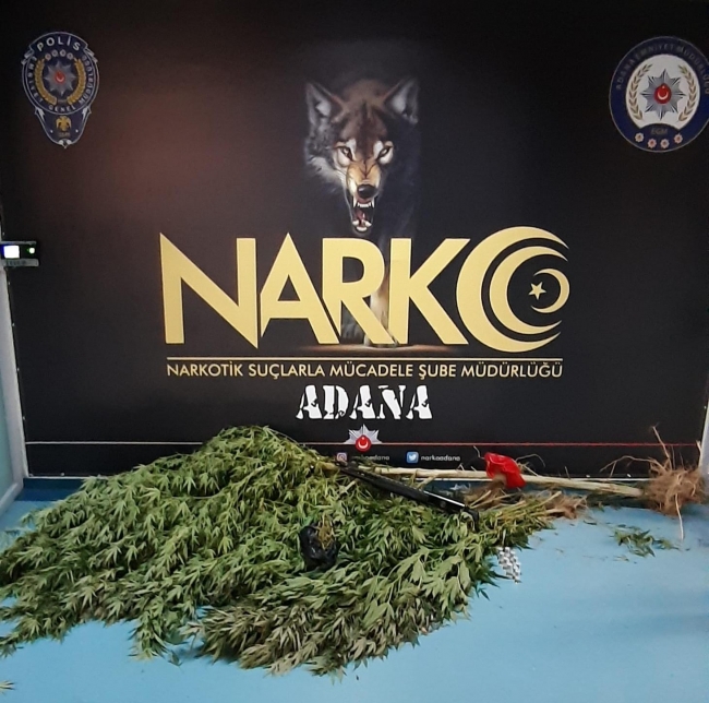 Meyve bahçesine ekilen Hint keneviri drone ile tespit edildi