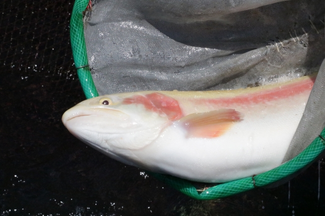 Alabalıktan yıllık 8 milyon euro gelir