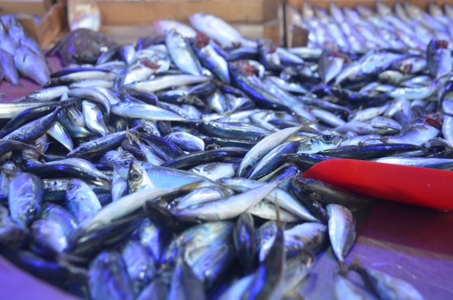 Balık sezonu açıldı, tezgahlar şenlendi